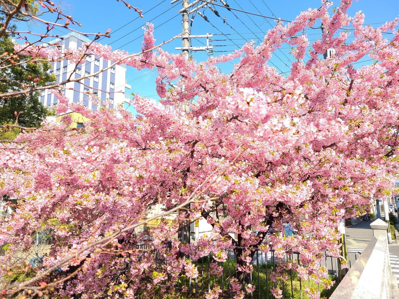 大人気の河津桜が満開