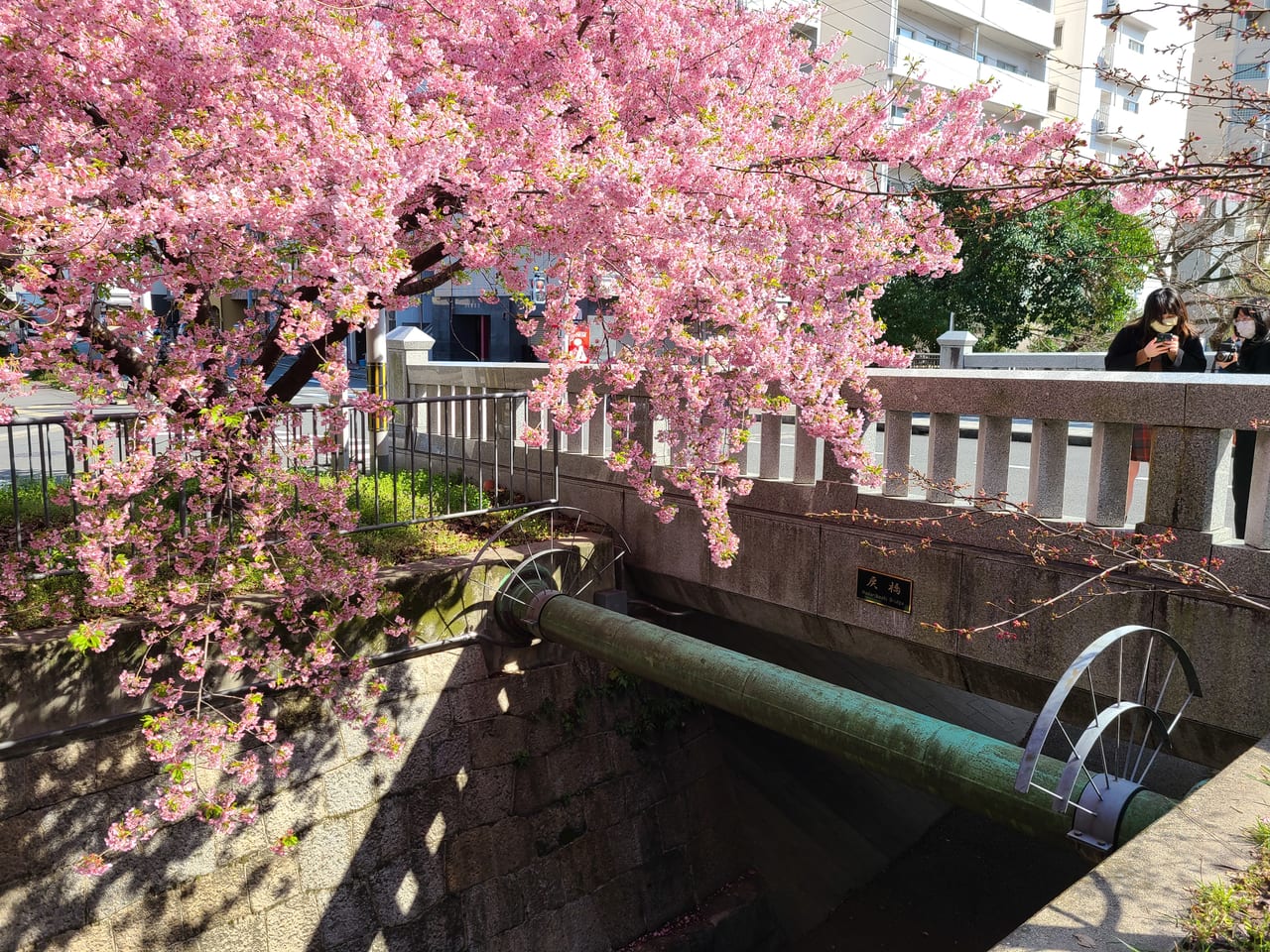 一条堀川に咲き誇る河津桜