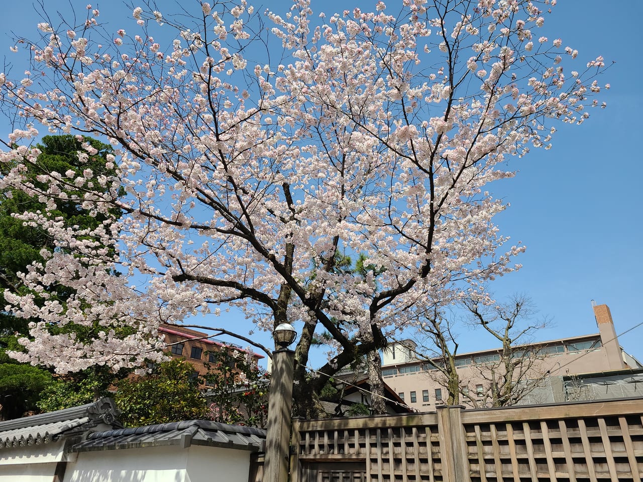 冷泉家門前の桜