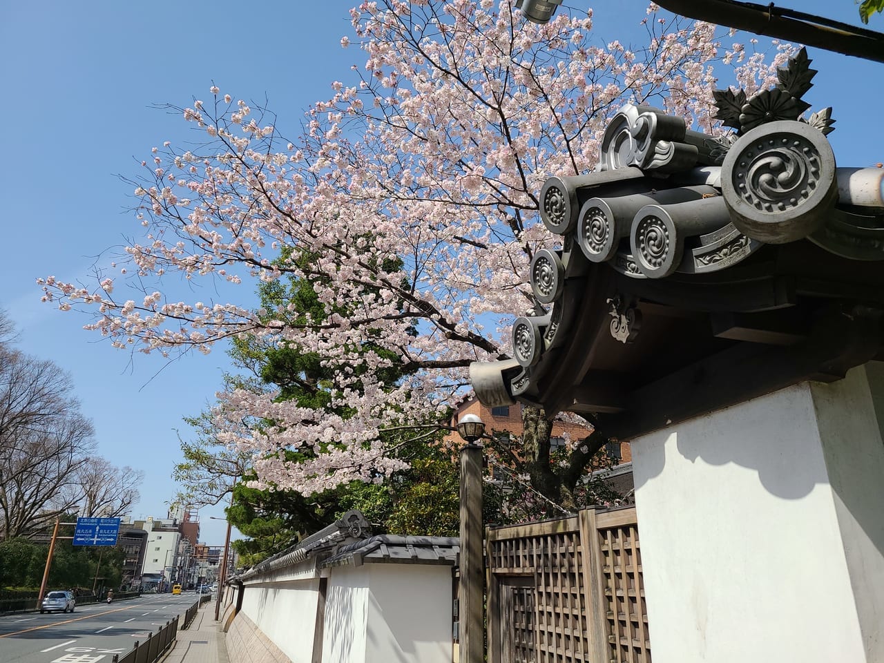 冷泉家門前の桜