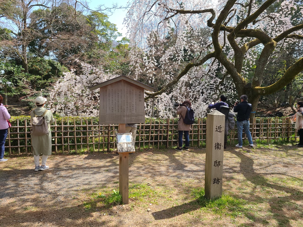 近衛邸跡の池のほとりの糸桜