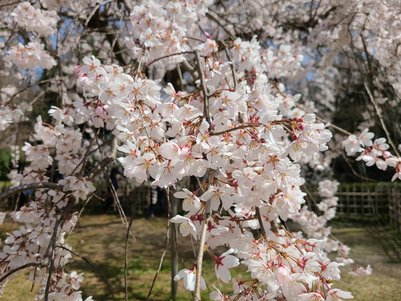近衛邸跡の池のほとりの糸桜