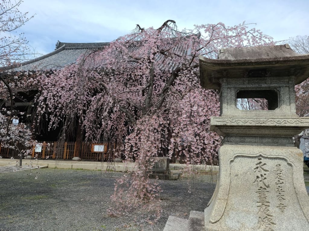 本堂前のしだれざくら