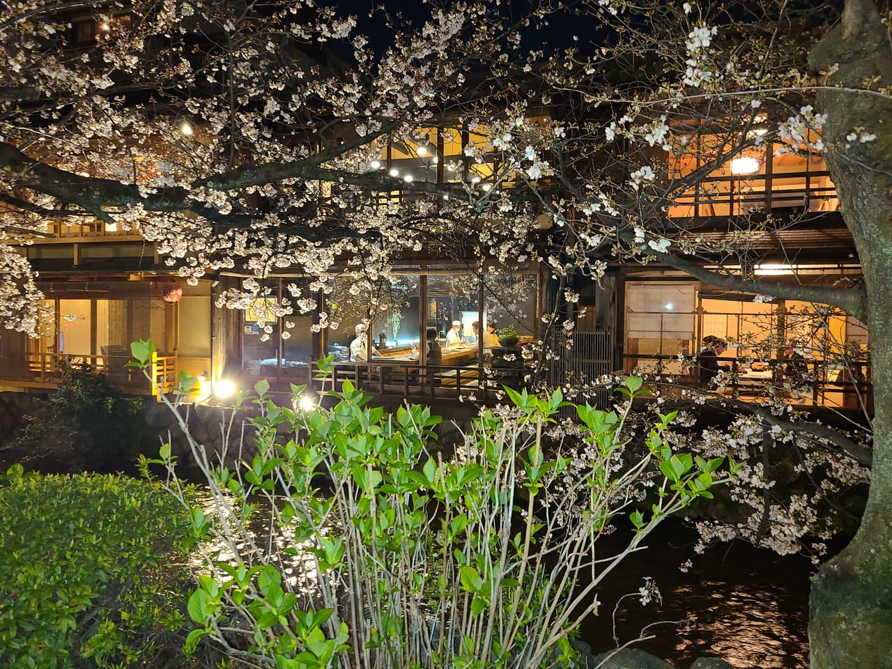 祇園辰巳稲荷付近桜のライトアップ