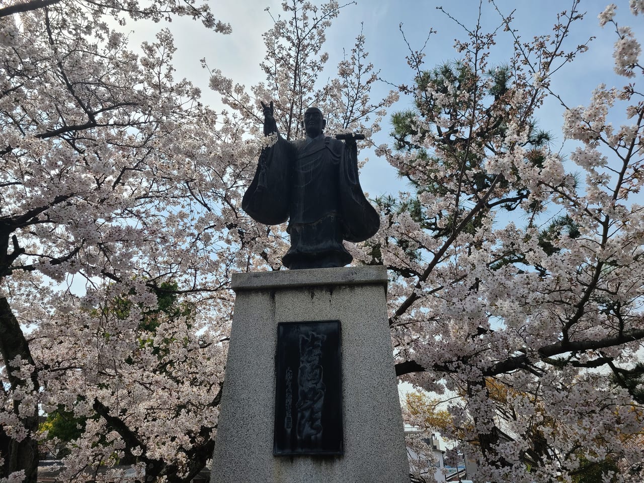 日蓮上人像に掛かる桜