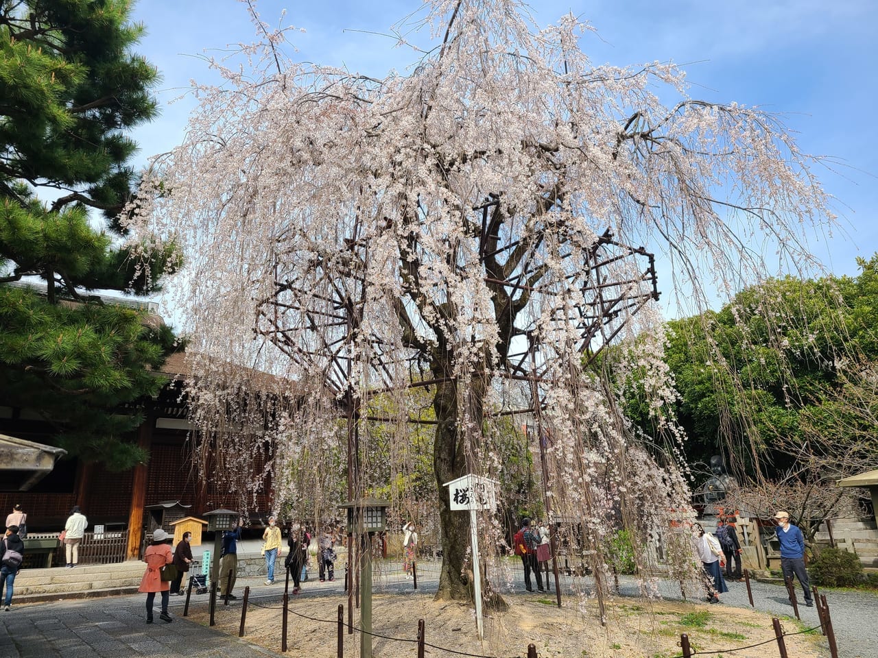 本堂前の阿亀桜