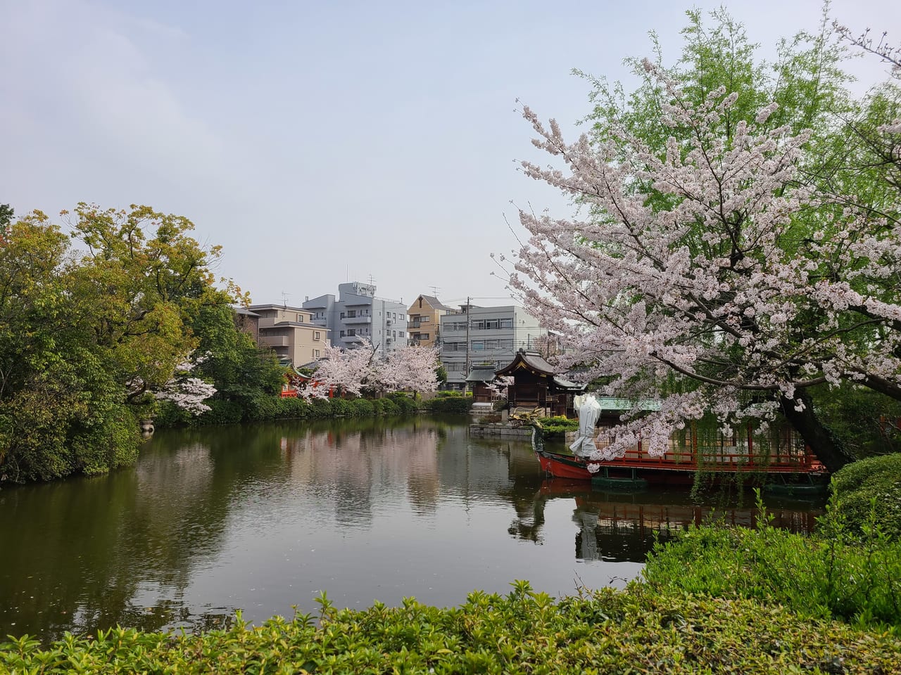 神泉苑の法成就池の桜