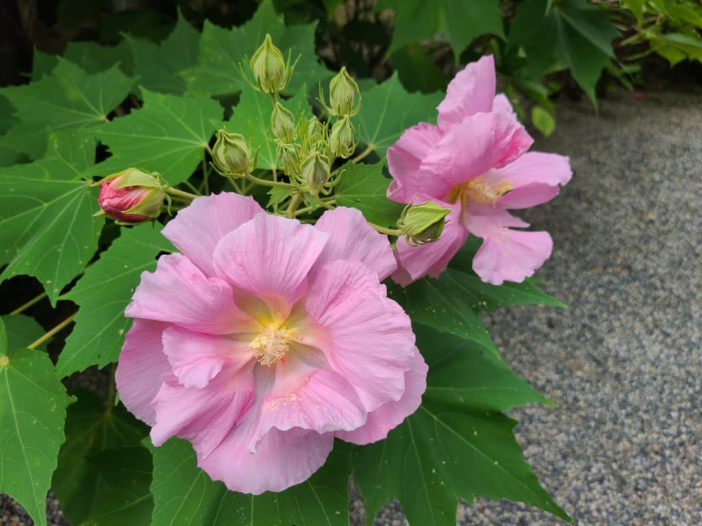 達磨寺酔芙蓉